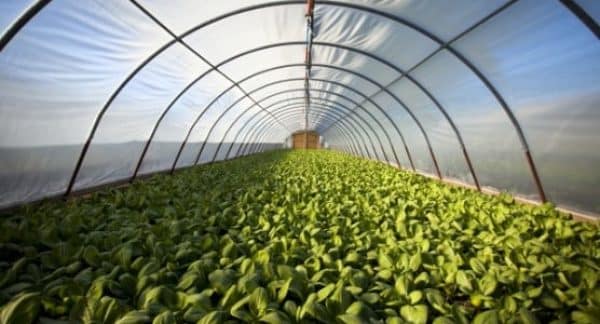 Agrofilm para Cultivos de Alto Rendimiento